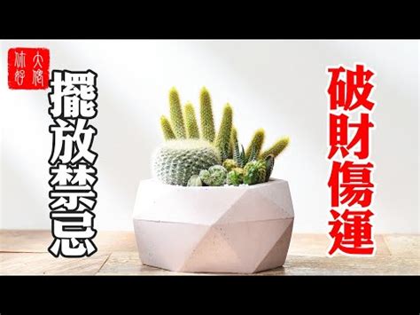 房間可以放乾燥花嗎